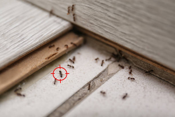 Best Commercial Pest Control Services  in Rden City, GA