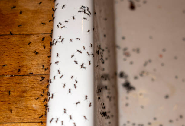 Flea Control Services in Garden City, GA