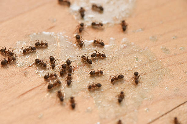 Best Emergency Pest Control  in Rden City, GA