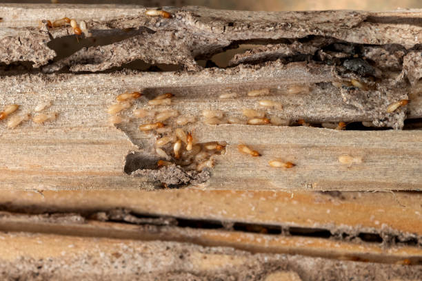 Wasp Removal Services in Garden City, GA