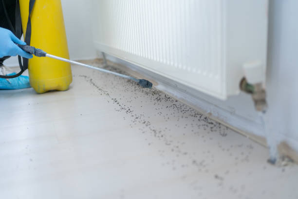 Best Flea Control Services  in Rden City, GA
